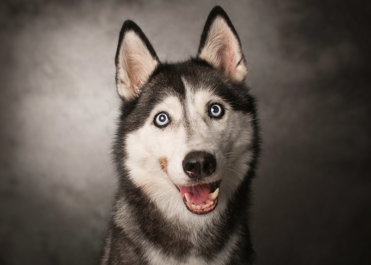 8 tips het fotograferen van honden - Zoom Academy | Fotografietips