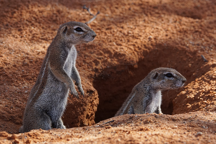 Zes kleine dieren die je niet mag missen in Zuid-Afrika - Zoom Academy Fotografietips