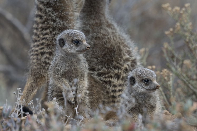 Zes kleine dieren die je niet mag missen in Zuid-Afrika - Zoom Academy Fotografietips