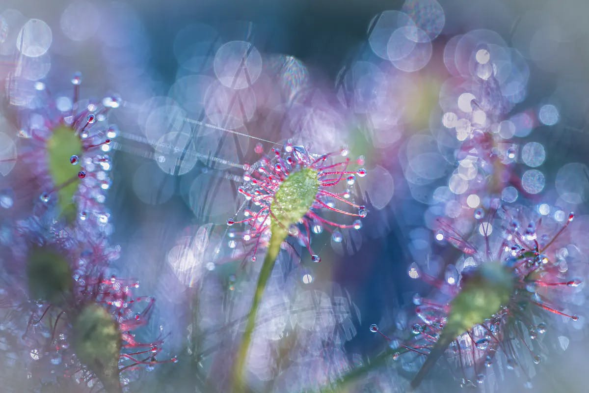 © Marjolein van Hekke