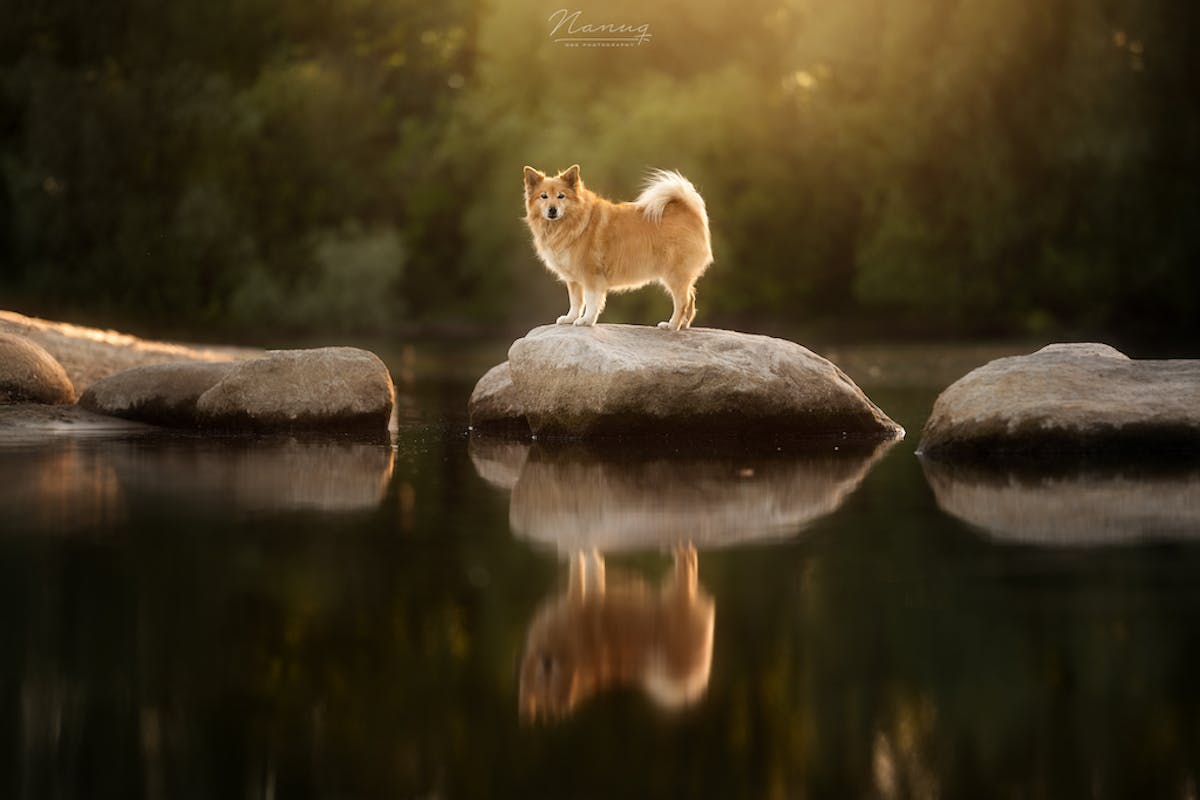 Foto: NanuqDogPhotography