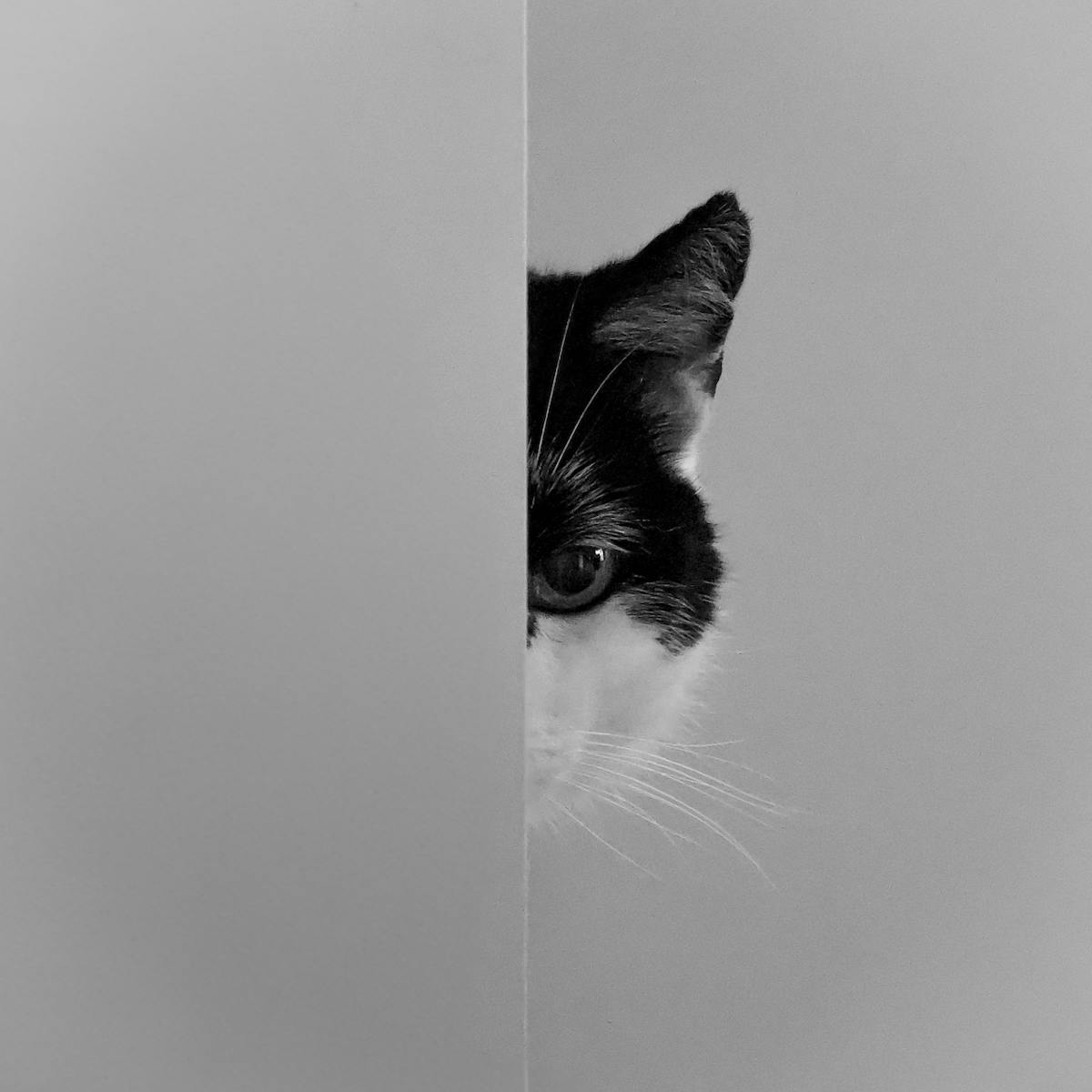 Foto: EzraStam