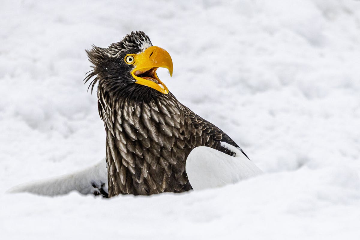 © Annette Kirby / Nikon Comedy Wildlife Awards