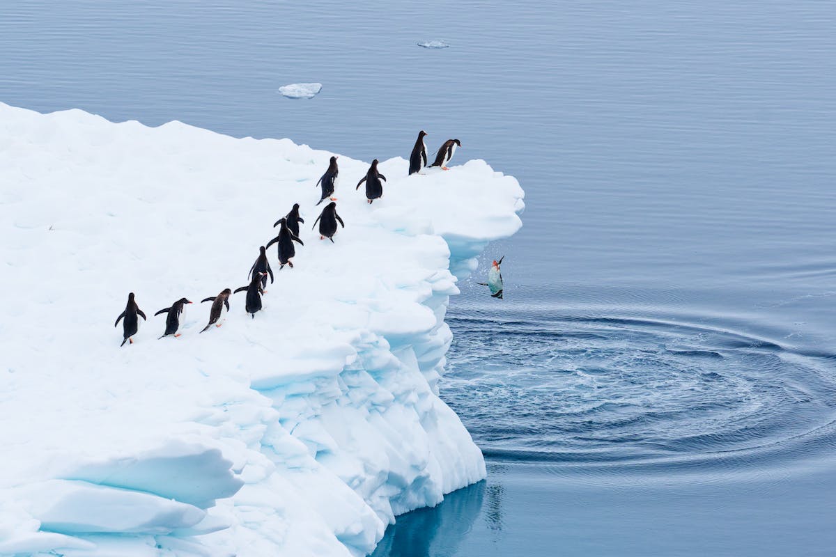 © Martin Schmid / Nikon Comedy Wildlife Awards
