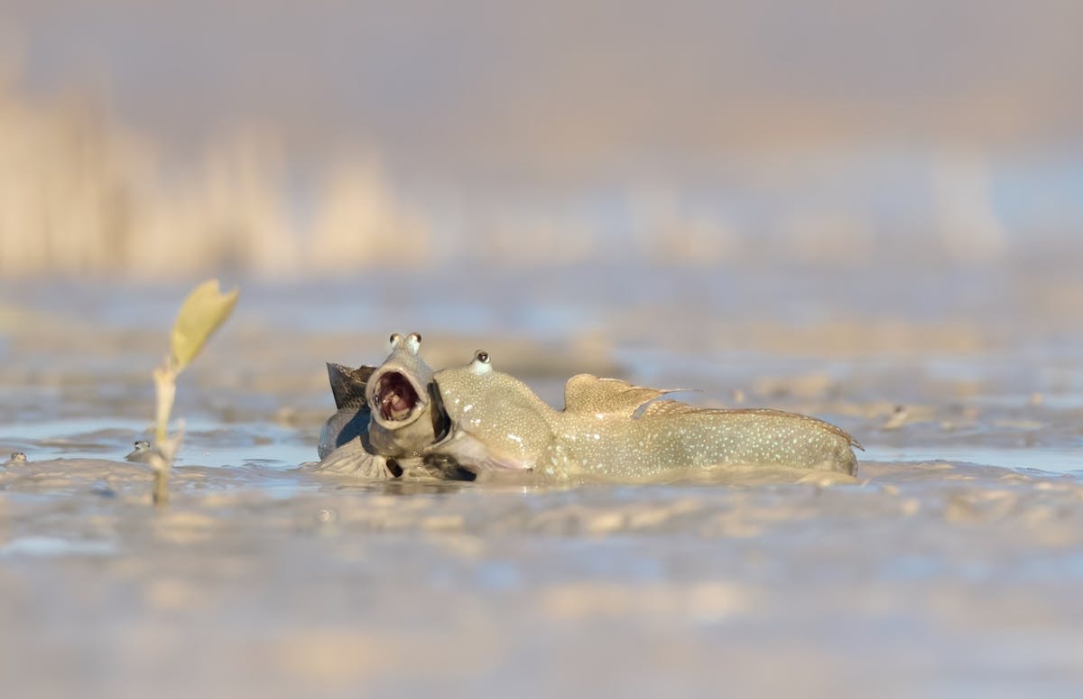 © Emma Parker / Nikon Comedy Wildlife Awards