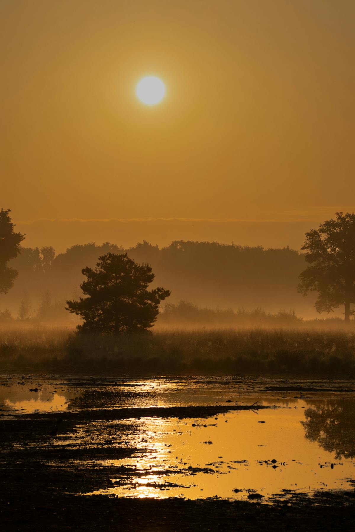 Foto: koosdevries