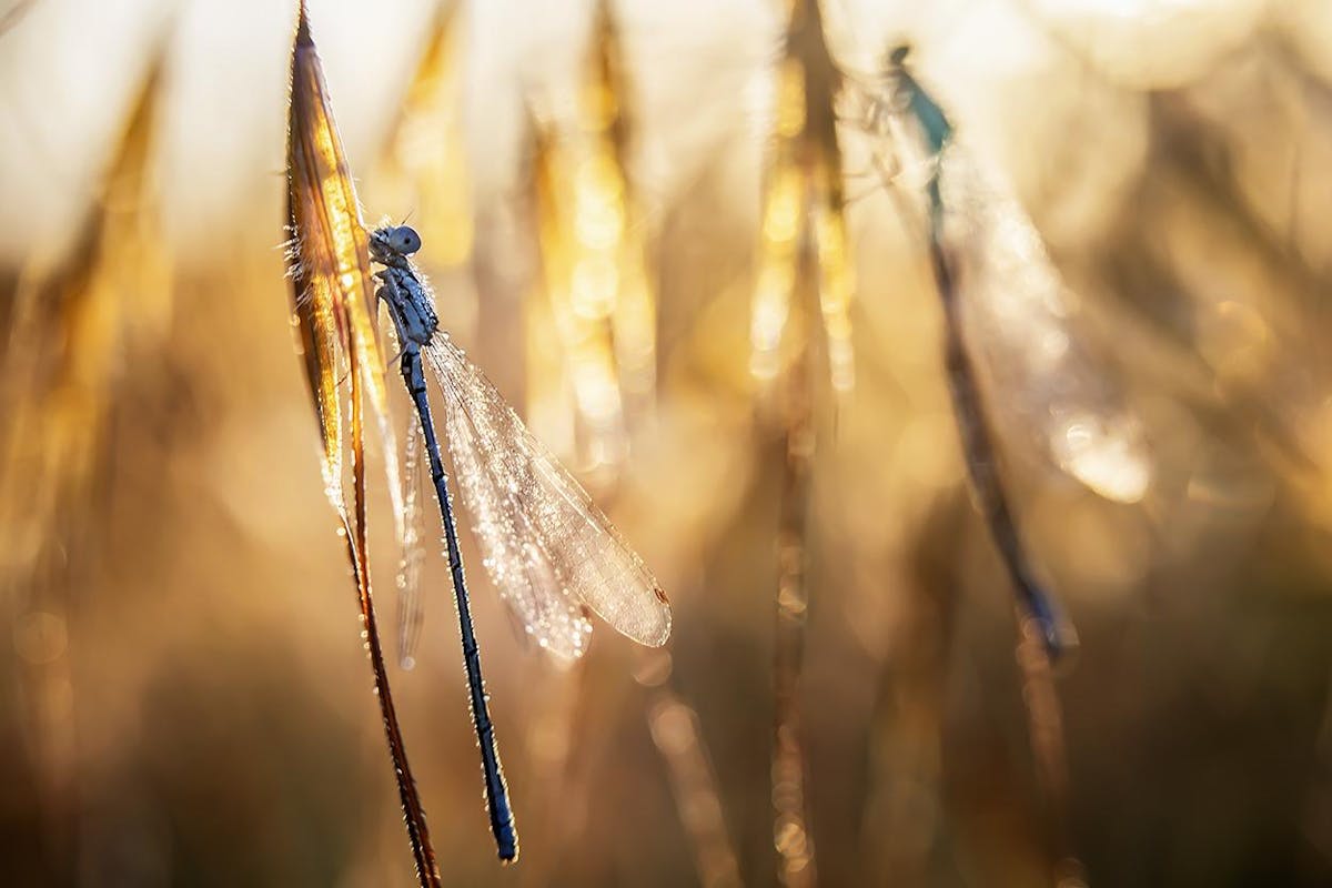 Foto: NiekGoossen - ISO 100 · ƒ/4 · 1/125s · 60mm