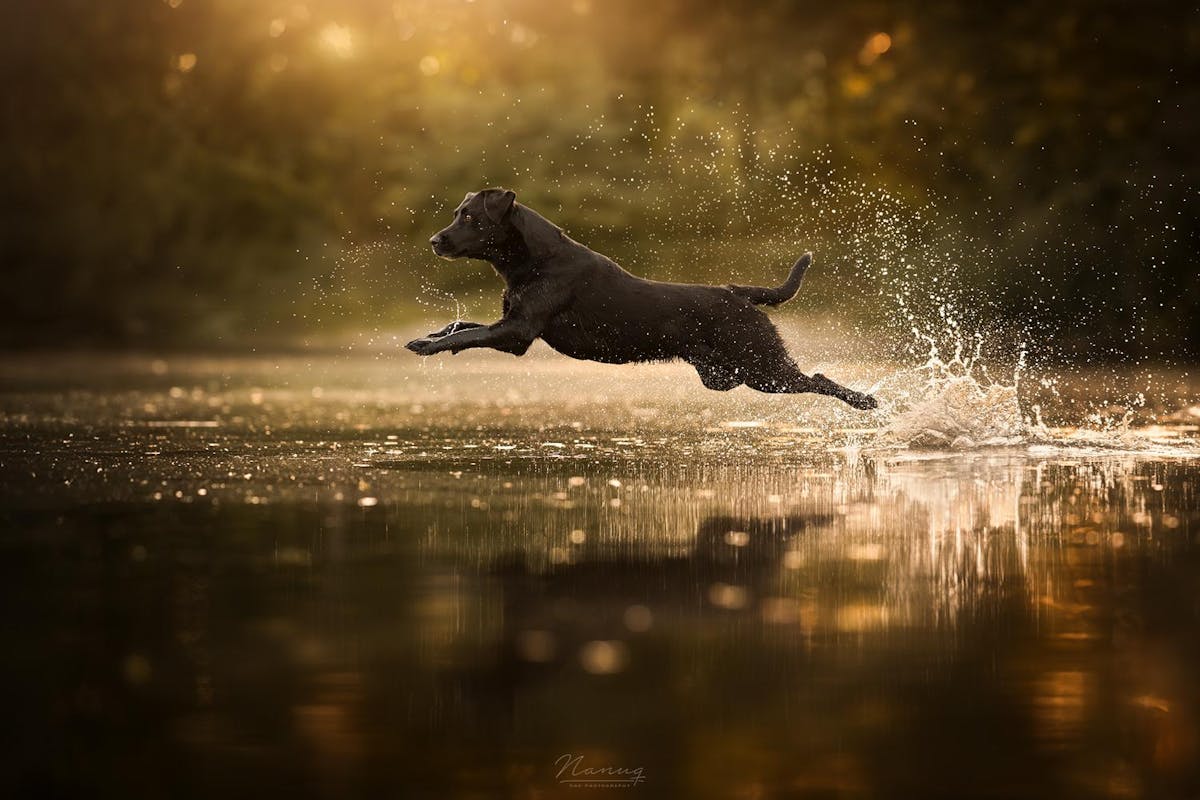 Foto: NanuqDogPhotography