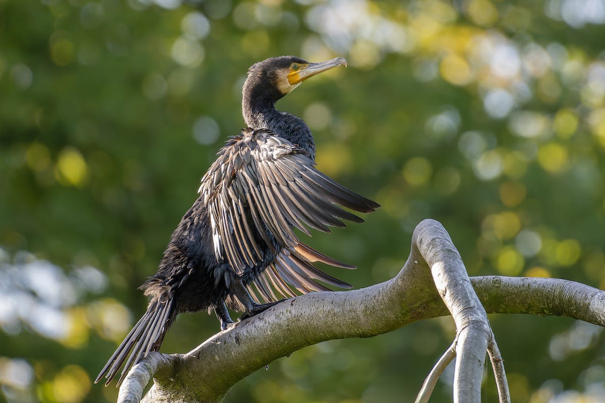 Foto: lucjjpeeters