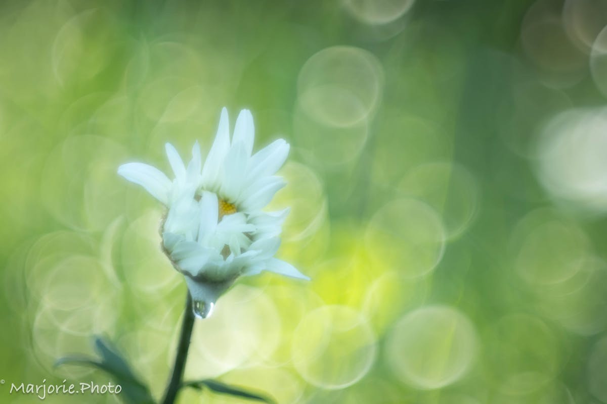 Foto: marjorie-photo66