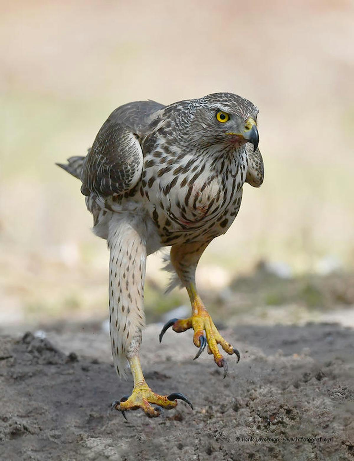 Foto: Henk Laverman