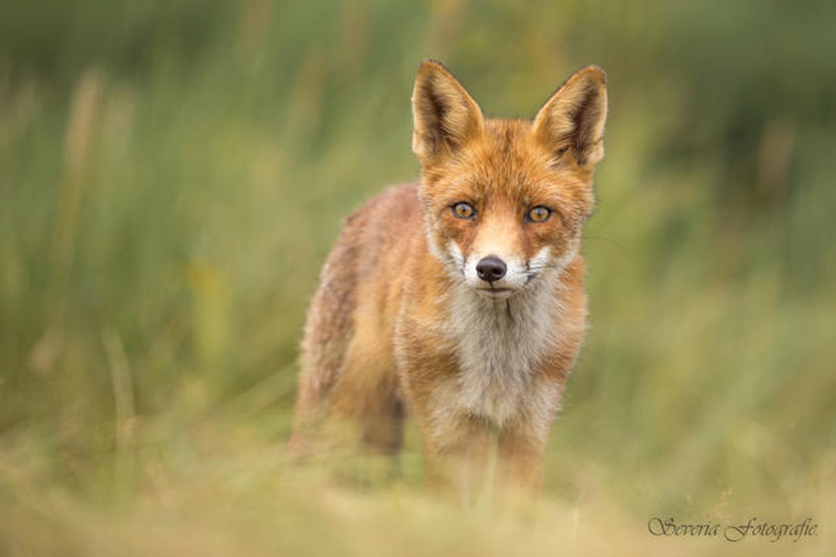 Foto: Severia