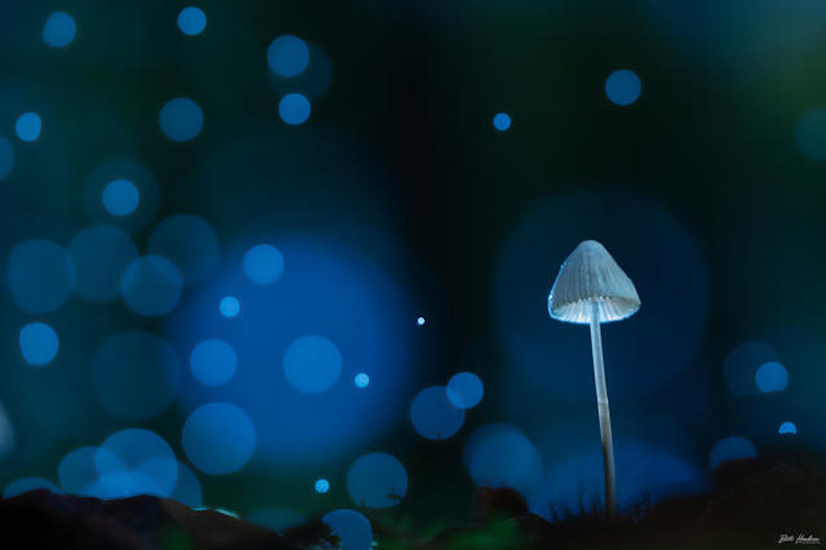 Foto: barthendrix