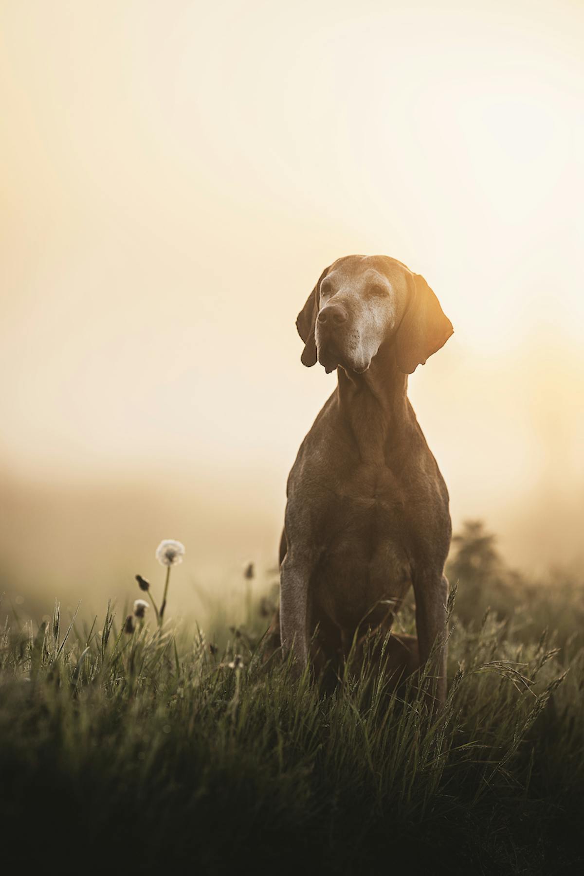 Foto: AllNaturePhotography