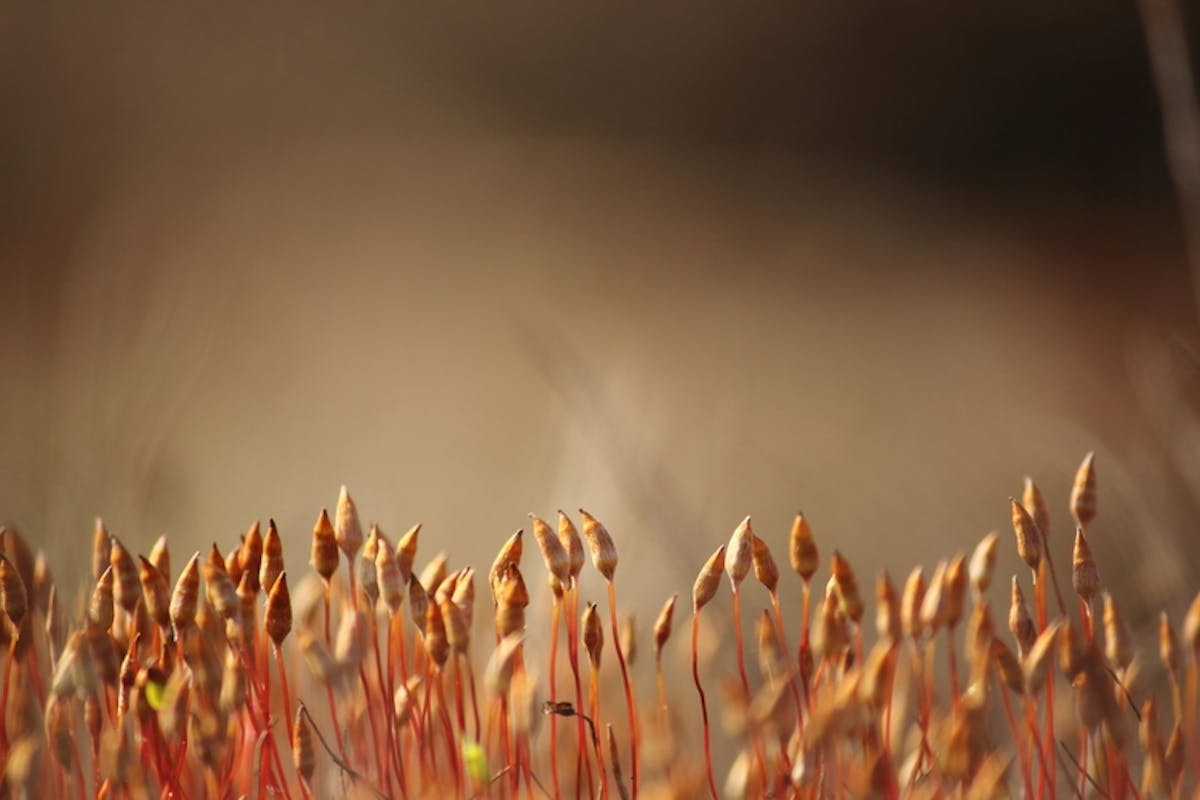 Met een grote lensopening blijft er weinig scherptediepte over, zeker in het dichtbijgebied. (Foto: markmooren )