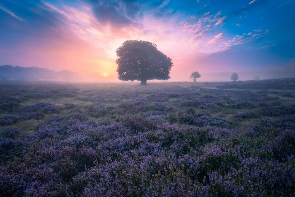 Foto: KvBarneveld