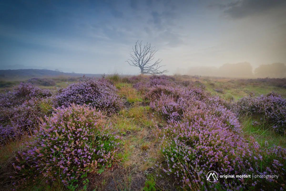Foto: Original-Mostert