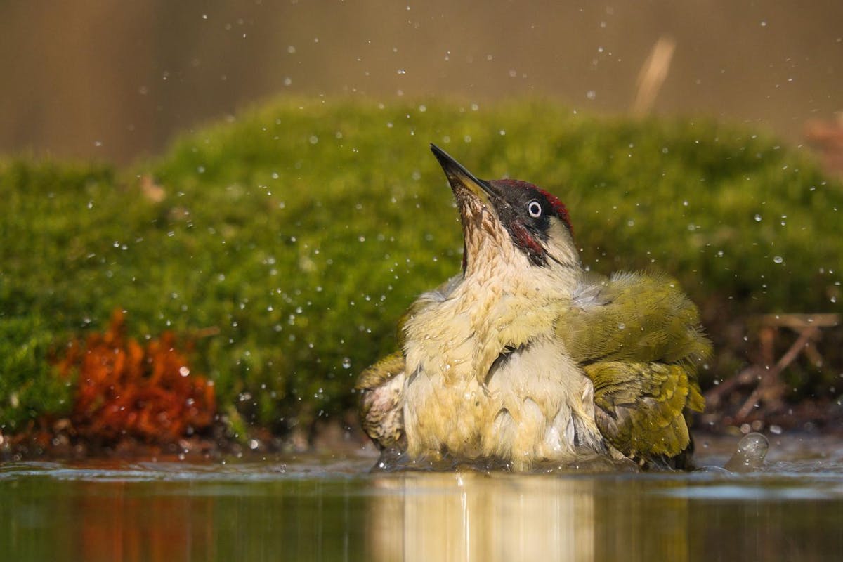 Foto: IlonaKoolwijk - ISO 2000 · ƒ/6.3 · 1/1250s · 505.8mm