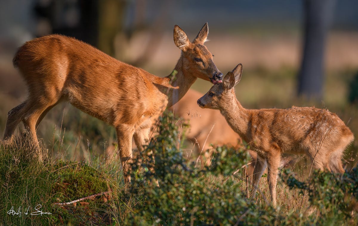Foto: AndyvdSteen