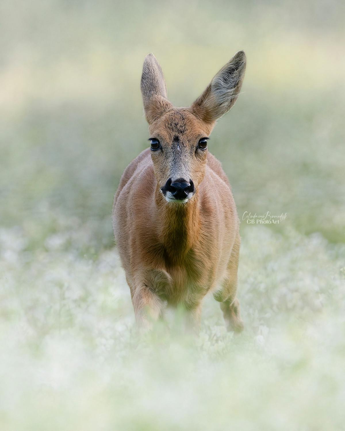 Foto: ColindavanBinnendijk