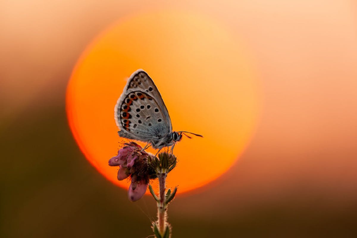 Foto: Gertjanketel