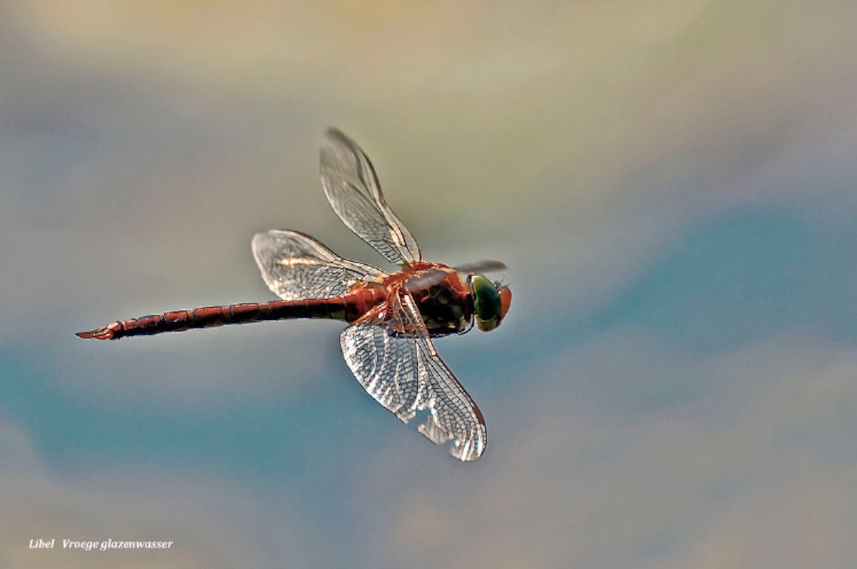 Foto: Pixels4you