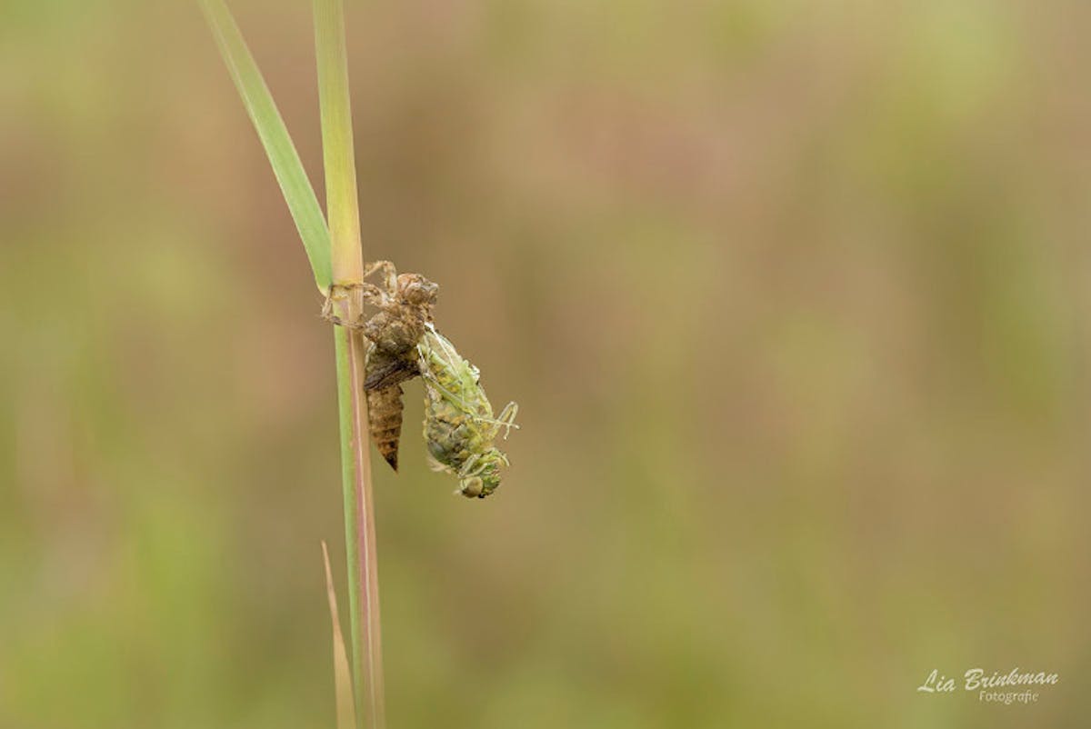 Foto: Hulsman