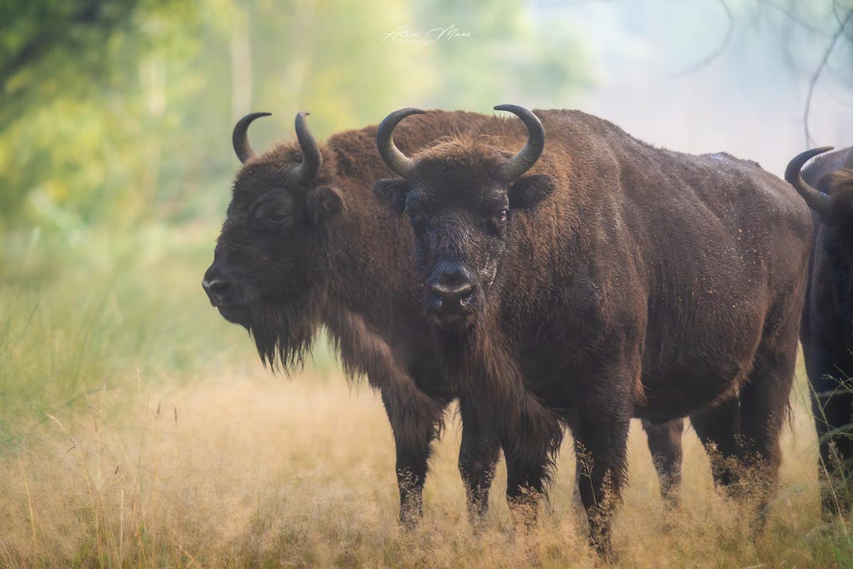 Foto: Ales-Maas1 - ISO 5000 · ƒ/6.3 · 1/640s · 535mm