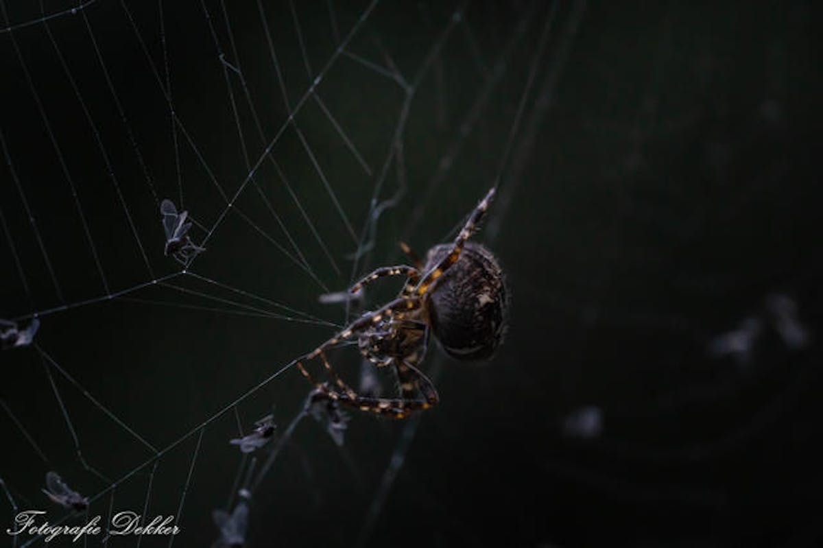 Foto: fotografiedekker