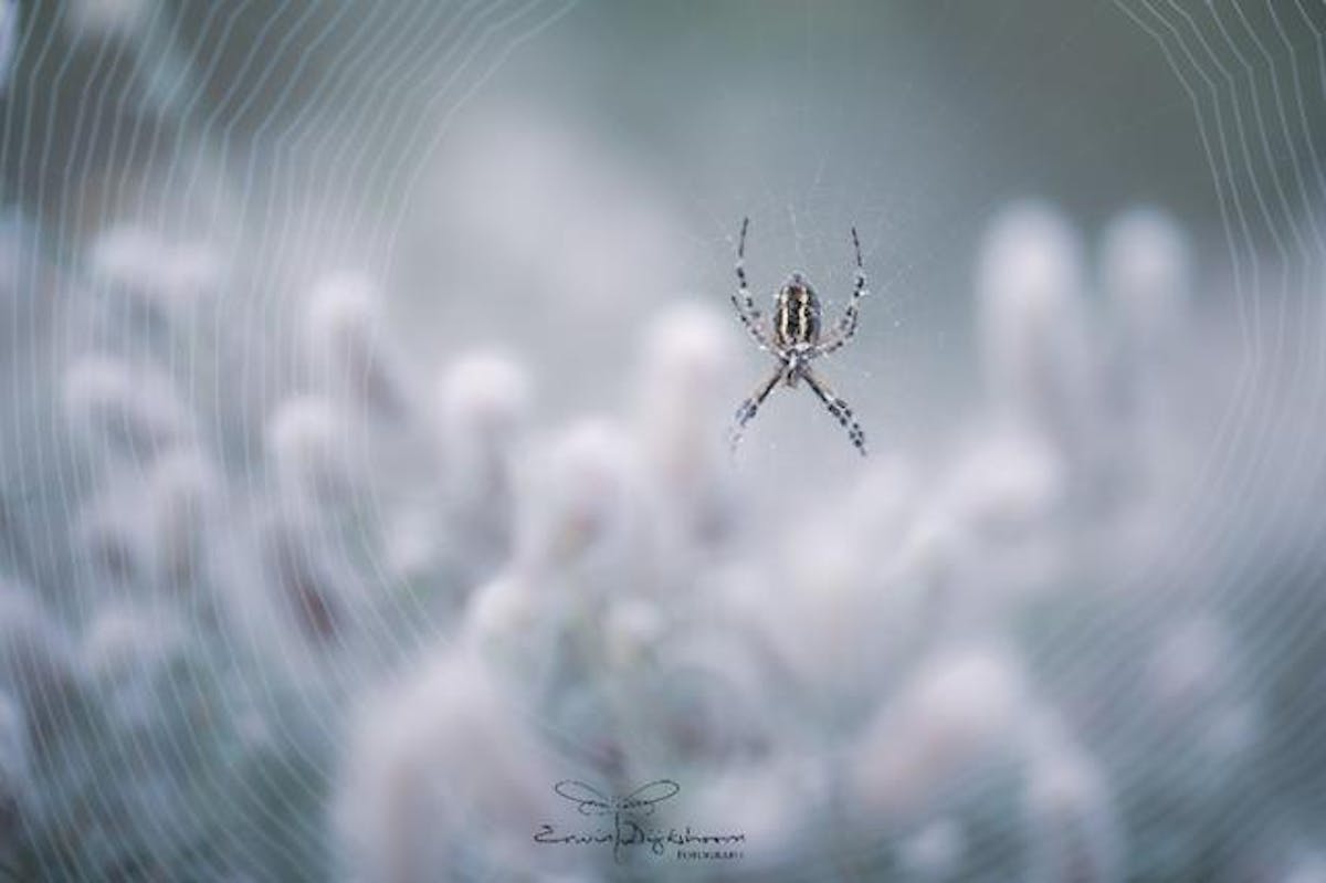 Foto: ErwinDijkshoorn