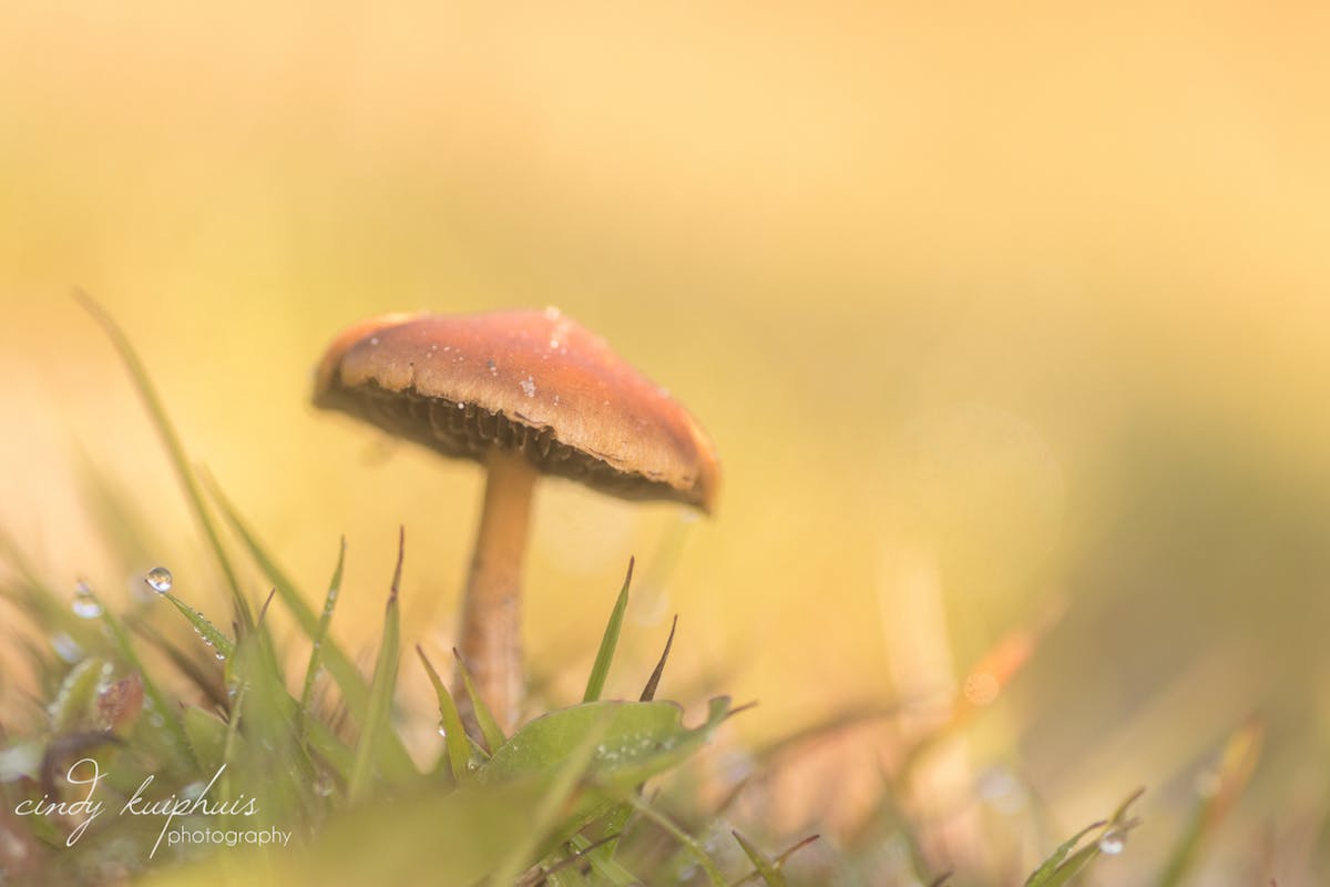 Foto: cindykuiphuis
