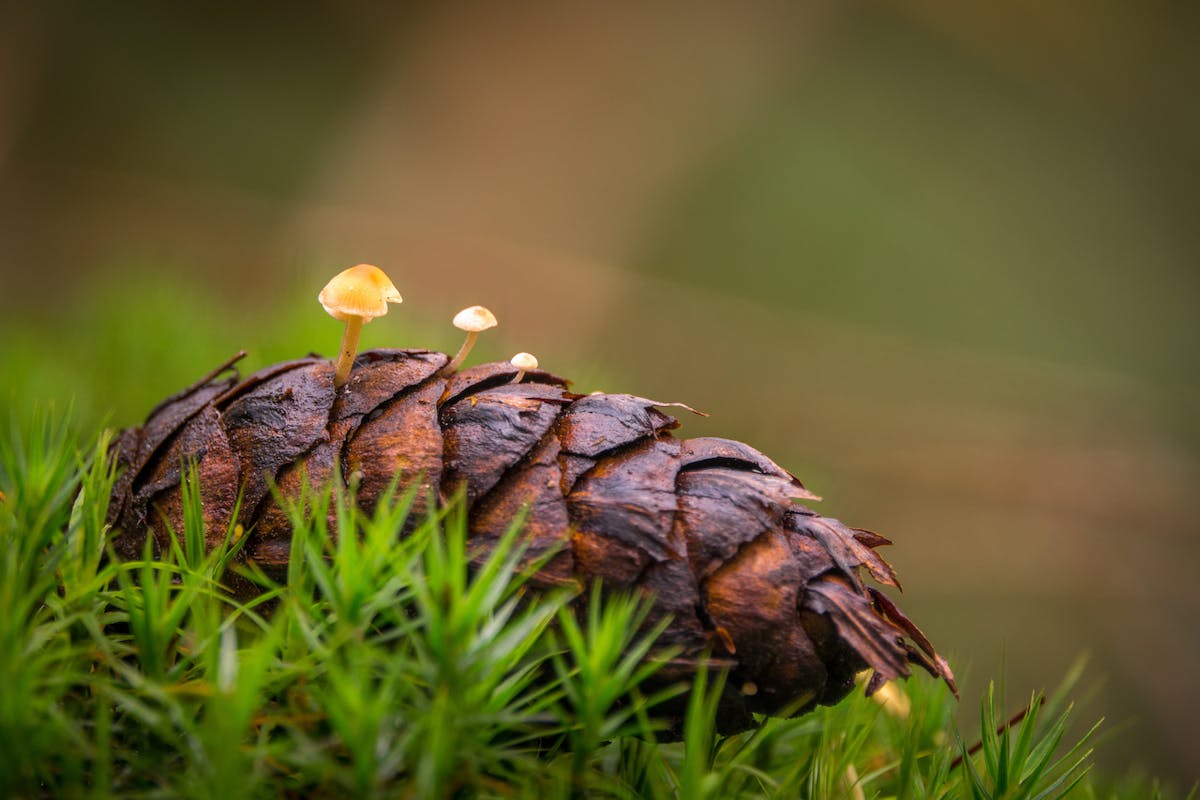 Foto: anjalangerak