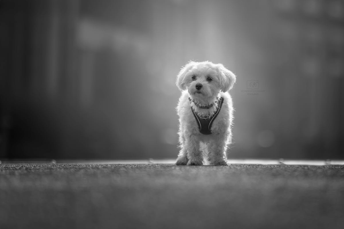 Foto: Annvisser
