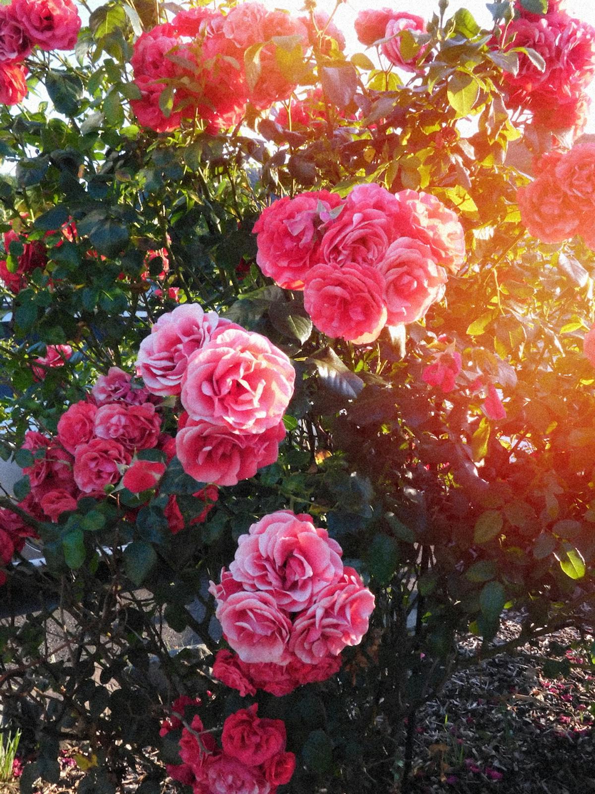 Het 'Lightleak' effect.