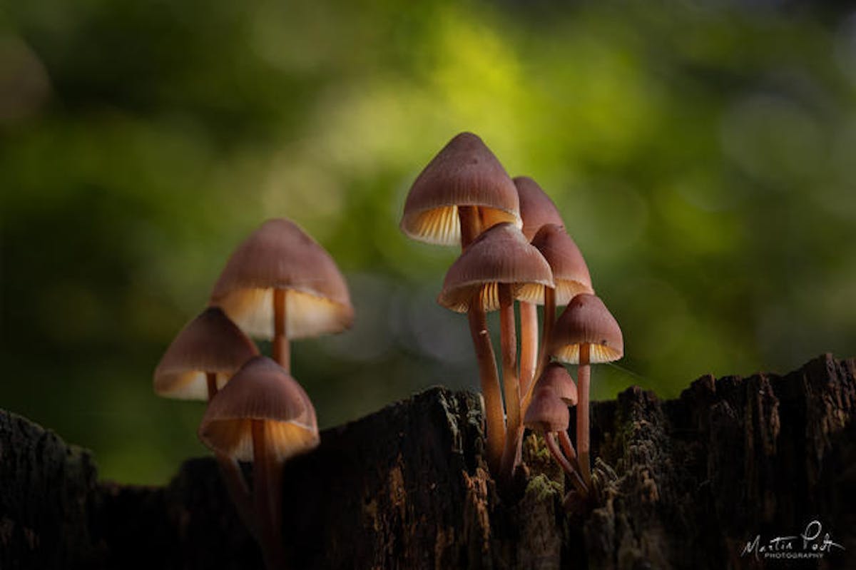Foto: Martin Podt (m-podt)