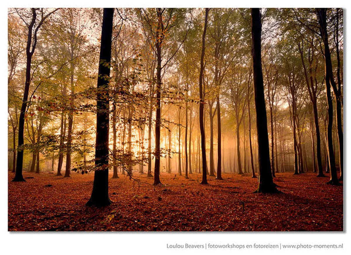 Foto: Loulou Beavers