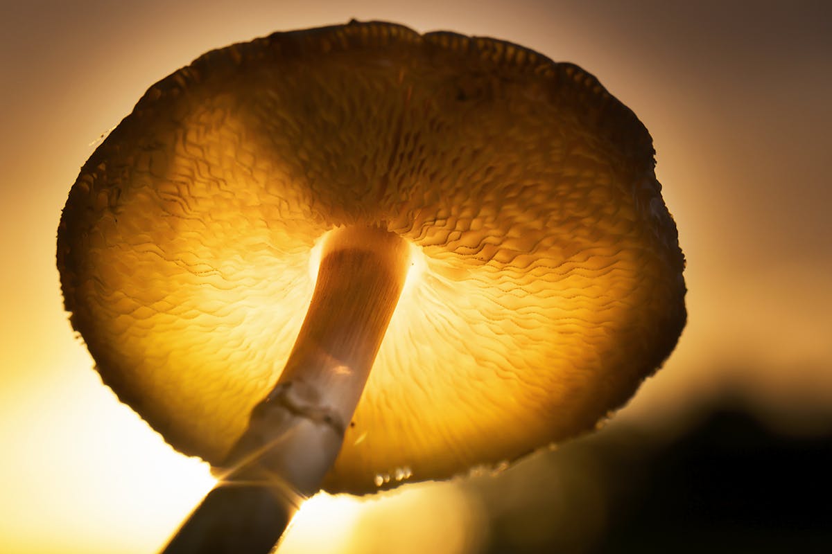 Foto: NiekGoossen