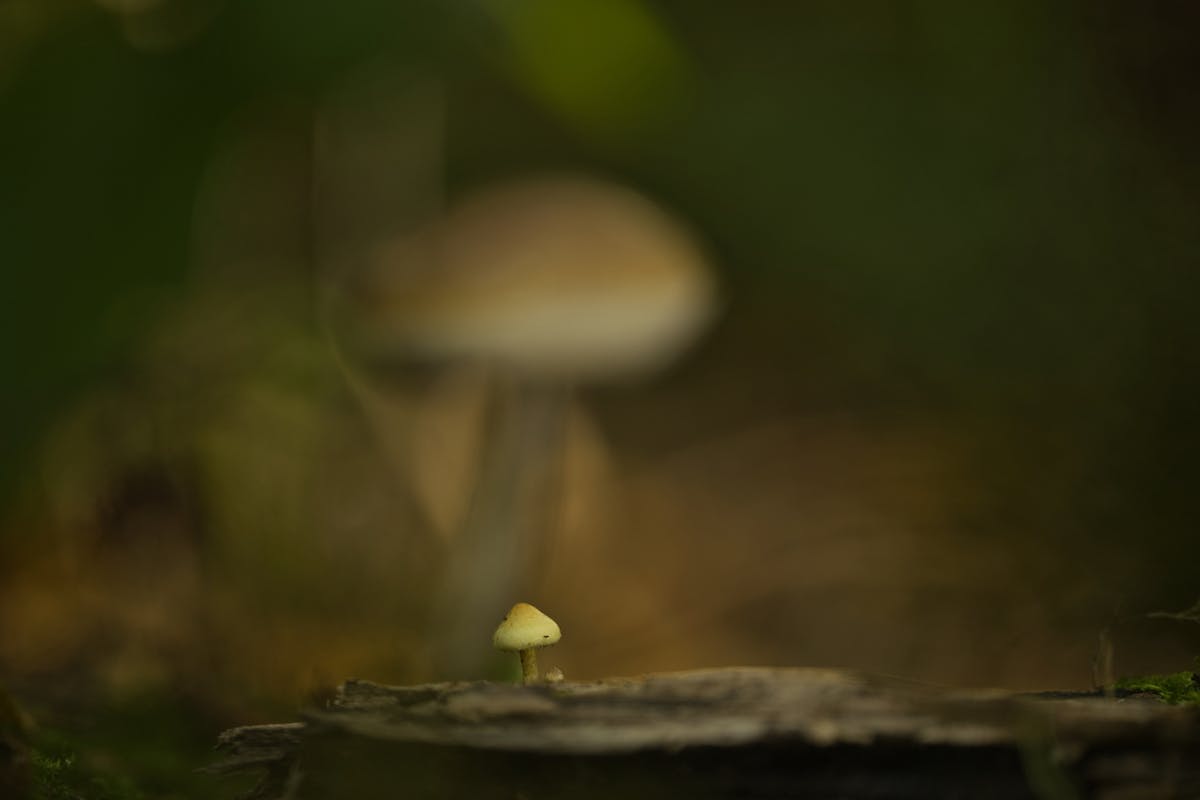 Foto: Avz