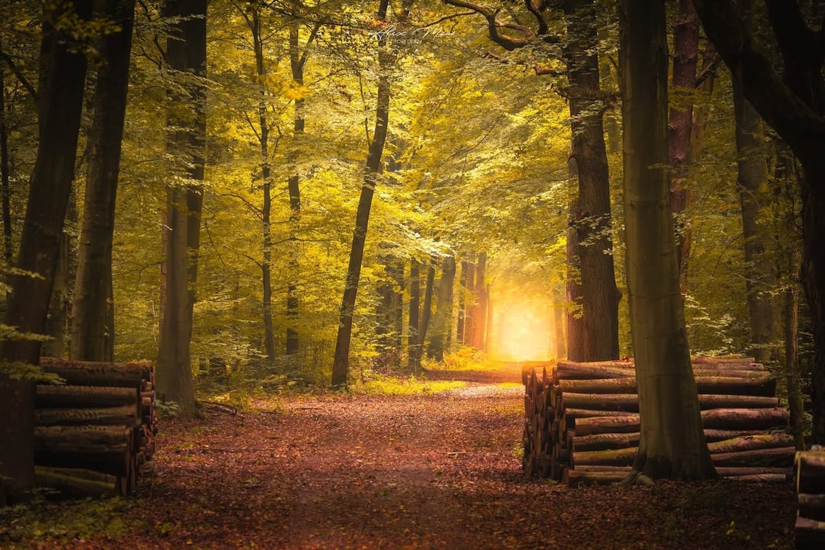 Foto: Alex-Maas1