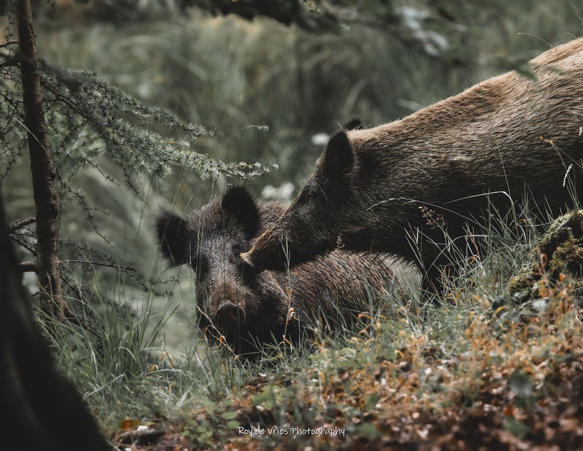 Foto: roy de vries photography