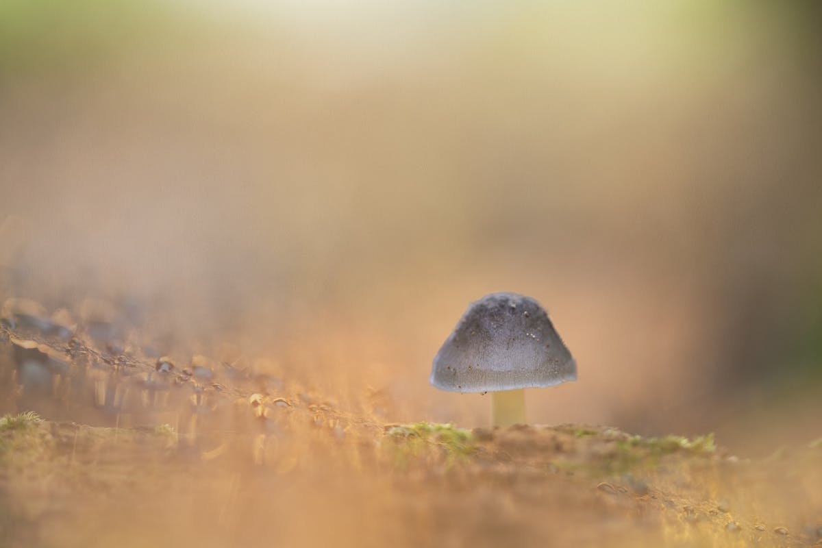 Foto: VanHekke