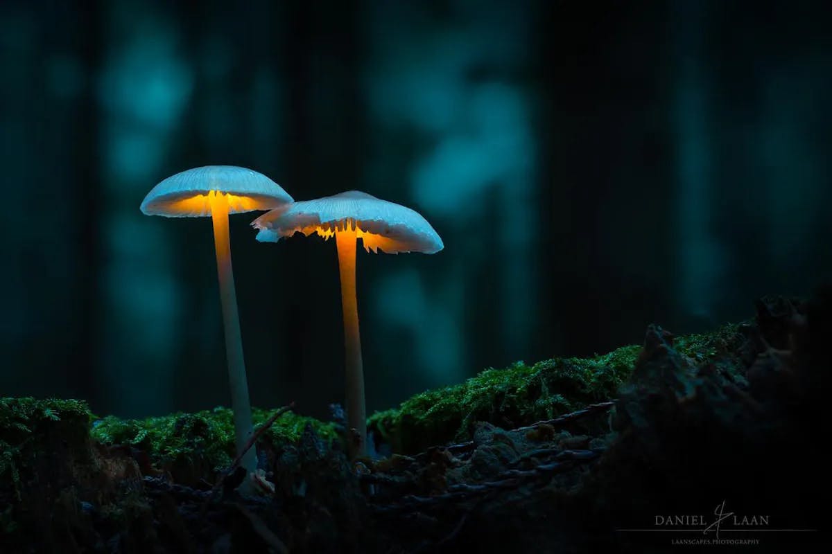 Foto: Laanscapes