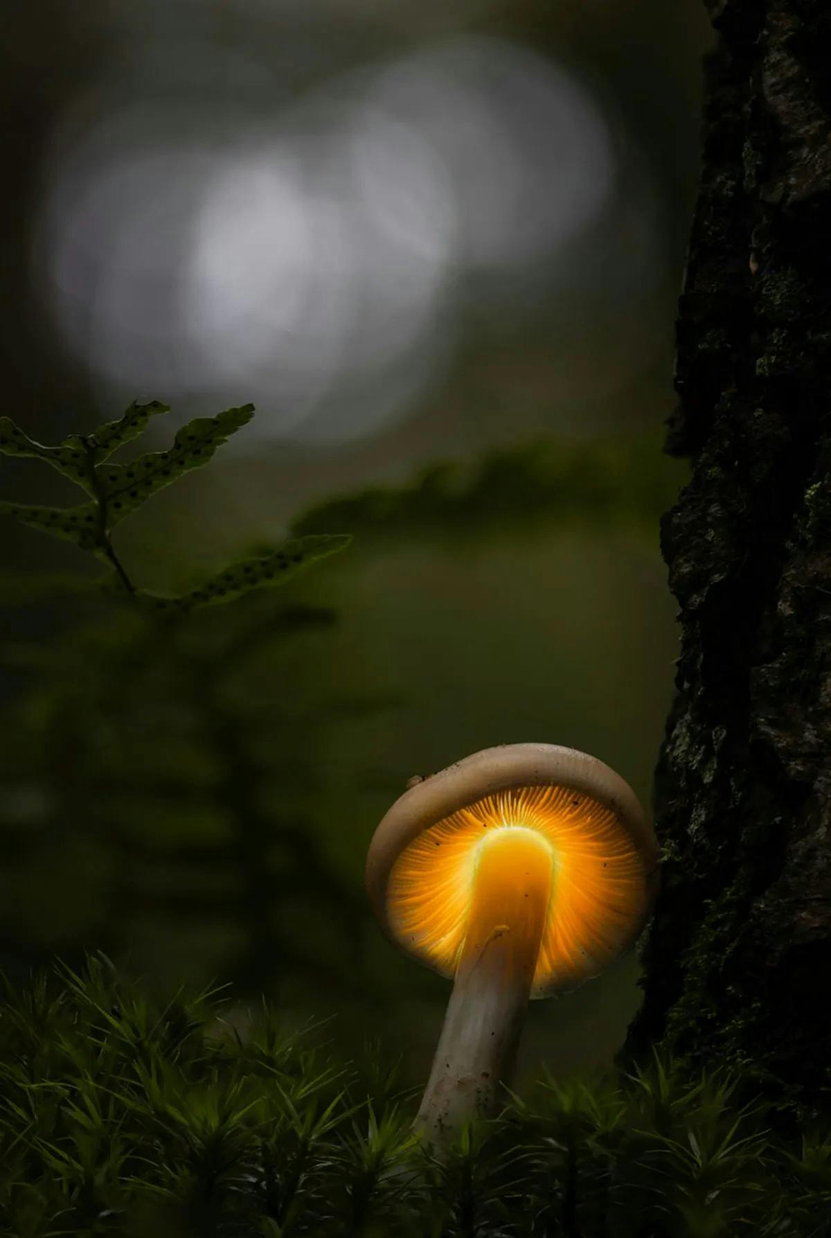 Foto: fiveelementsmedia