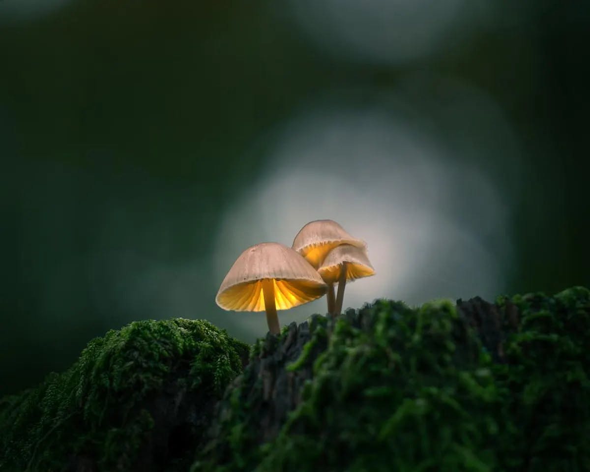 Foto: Dennismulder55