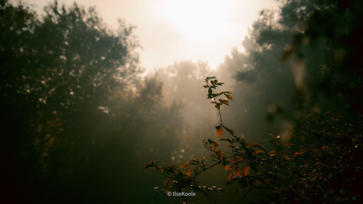 Foto: IlseKoole