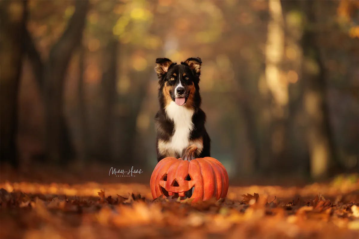Foto: MichelleHulshof