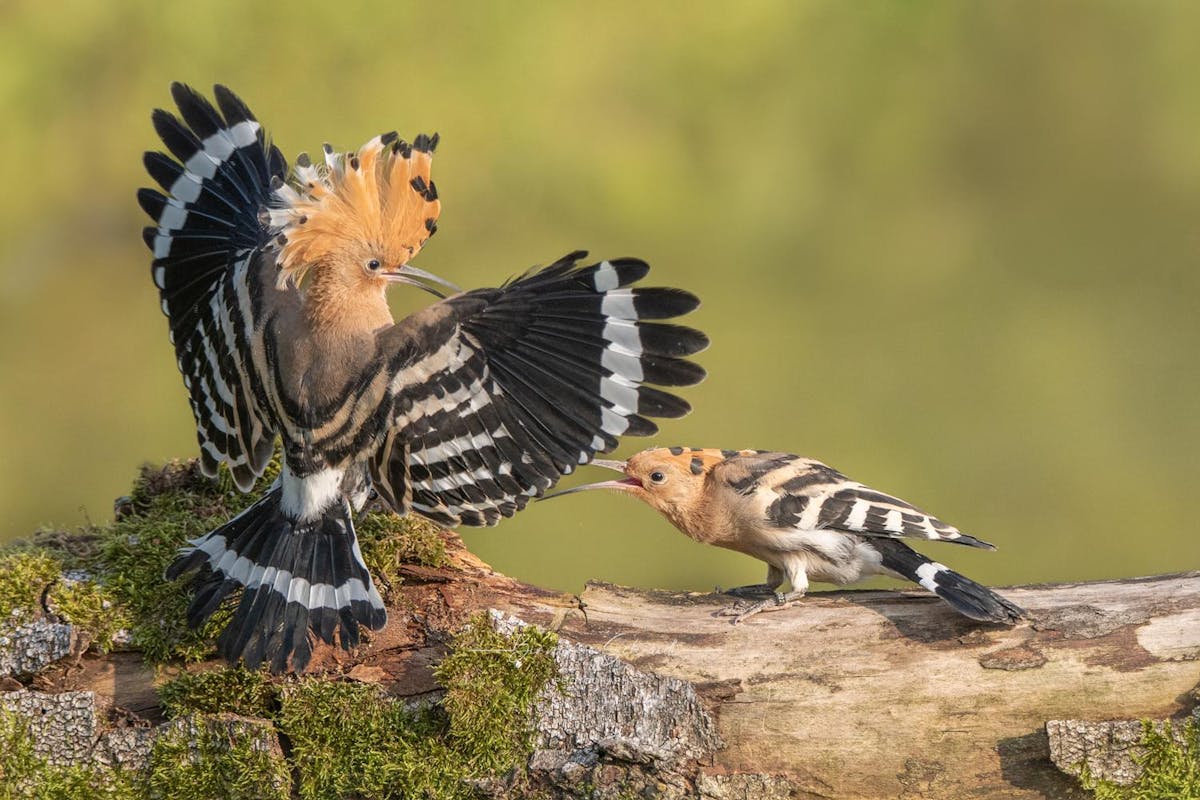 Foto: Bianca Schmidt - ISO 1250 · ƒ/6 · 1/4000s · 310mm