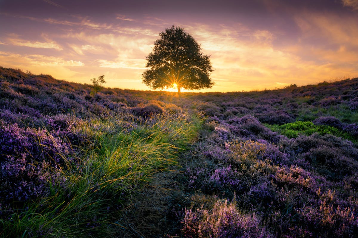 Foto: Martijnvandernat