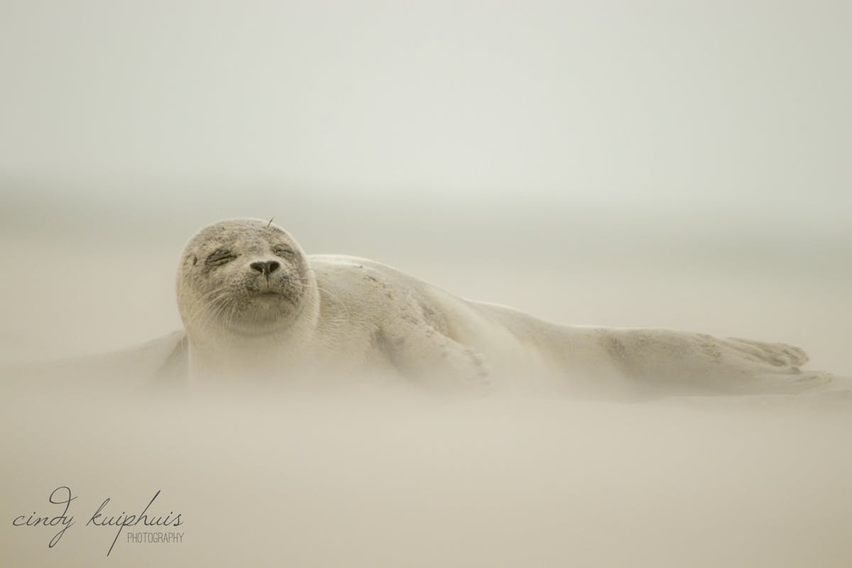 Foto: cindykuiphuis