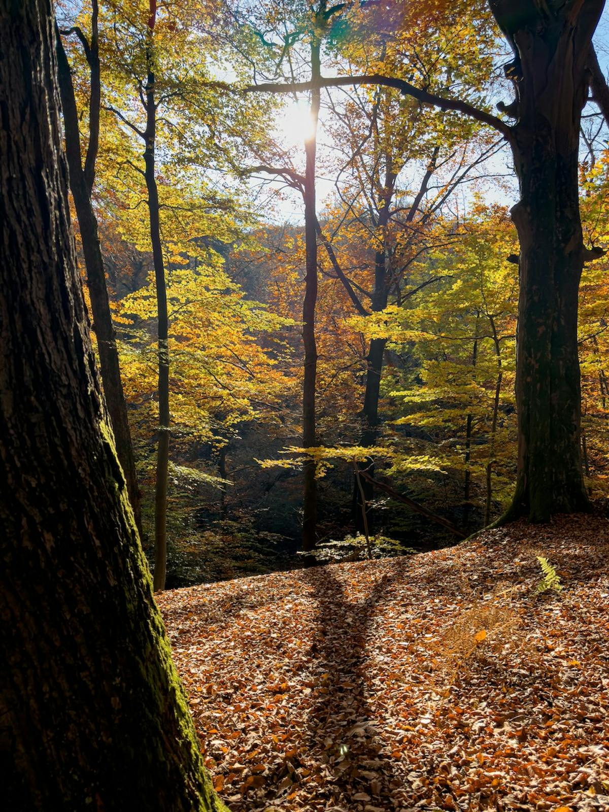 Bij tegenlicht houdt de sensor moeiteloos stand, met een natuurlijk zonnestraaleffect en veel dynamisch bereik.